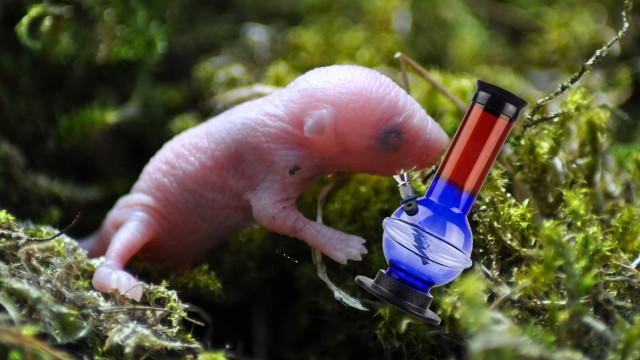 baby-mouse-bong-hits study Source http://content.animalnewyork.com/wp-content/uploads/baby-mouse-bong-hits.jpg