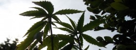 Cannabis Plants Sprout Across German City in Protest