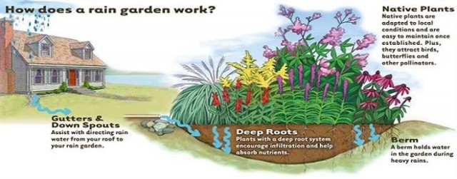 how does a rain garden work, Source: https://www.facebook.com/PortlandRainGardensLLC