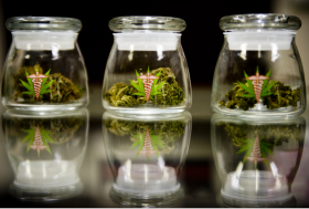 Oregon to License Medicinal Cannabis Dispensaries