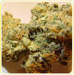 My Favorite Strains: Island Sweet Skunk, Source: http://www.cannabissearch.com/imgs/strains-167.jpg