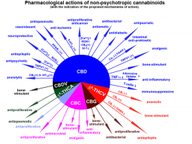 cannabinoids health effects Source http://www.marijuana.com/news/wp-content/gallery/health-benefits-of-marijuanacannabinoids/cannabis_cannabinoids_chart.png