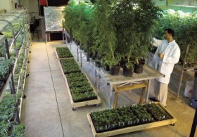 Marijuana Growers Struggle To Correctly Label Their Product