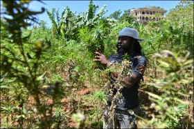 Jamaican Lawmakers Debate Cannabis Decriminalization