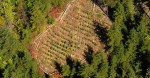 Oregon Grow Busted With Google Earth