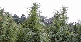 Marijuana Legalization Returns to Center Stage in Maine