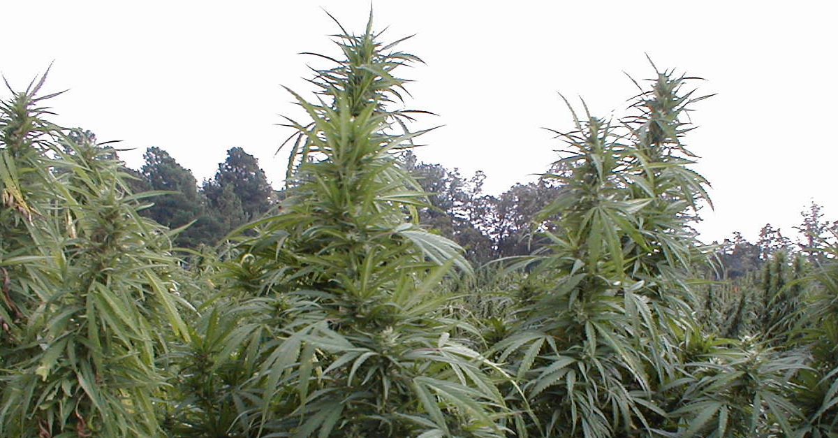 medical marijuana legalization draft There is also the medicinal industry aspect of marijuana use with legalization, medical patients can have easier access to medical rough draft rhetorical analysis. medical marijuana legalization draft There is also the medicinal industry aspect of marijuana use with legalization, medical patients can have easier access to medical rough draft rhetorical analysis.