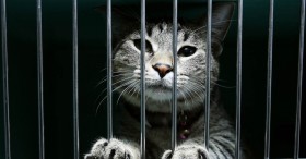 Cat Caught Smuggling Weed Into Prison