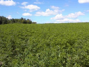A Call to Action for Industrial Hemp in Oregon - Weedist