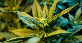 Three Localities in MI Approve Legalization By Large Margins