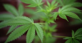 Polls Find Maryland, Florida Ready for Marijuana Reform