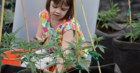 Pediatric Epilepsy Cannabis Treatment Attracts Parents to CO