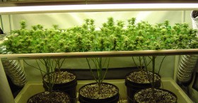 ScrOG: Getting More From Fewer Plants – Time-Lapse Videos