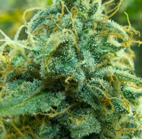 Cannabis 101: Checking Out Trichomes