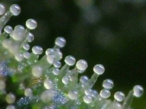 Cloudy Trichomes - Weedist