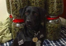 zeus mountain view ca drug sniffing dog, Source: http://www.topix.com/city/mountain-view-ca/2013/10/zeus-mountain-view-police-dog-lauded-for-sizeable-pot-bust