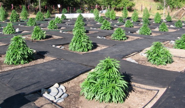 Local California Medical Marijuana Cultivation Laws & Possession Guidelines | source: http://cannabisnationradio.com/growing-medicine