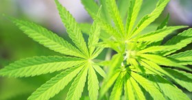 Medical Marijuana Gains Momentum in the Deep South
