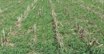 The Leaf: Covered? Winter Cover Crops for Big Fall Harvests