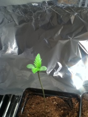 Aesliip’s Grow: Vegetative Stage Weeks 1 and 2
