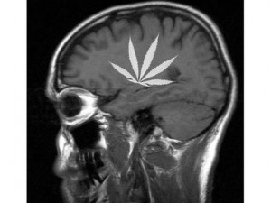 Title: Above the Influence? How about the truth RE: Marijuana, Source: http://thejointblog.com/wp-content/uploads/2013/05/medical-marijuana-brain-300x225.jpeg