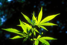 Marijuana Arbitrarily Blamed for Young Man’s Ruination