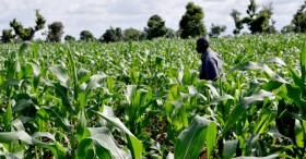 Nigerian Farmers ‘Abandon Food Crops for Cannabis’