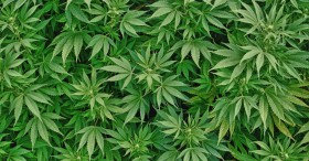 regulate-cannabis Source: http://euroasianews.com/wp-content/uploads/cannabis1.jpg