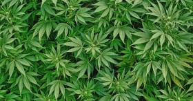 MPP Asks NIDA to Investigate Benefits of Regulating Marijuana