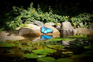 Title: Weedist Destinations: The Butterfly House, Source:http://farm4.staticflickr.com/3474/3897222641_7fc3991d8d_o.jpg