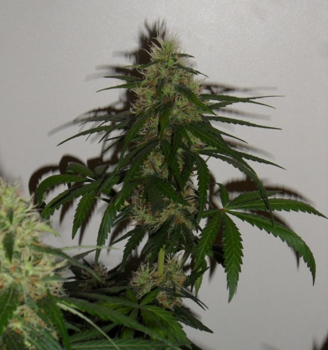 Drizella cannabis plant, My Favorite Strains: Drizella, Source: https://www.opengrow.com/uploads/gallery/album_3242/gallery_2170_3242_831730.jpg