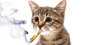 Repeat After Me: Marijuana Is Not Poisonous to Pets