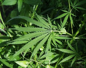 marijuana plant leaves | Source: http://www.royalgazette.com/storyimage/RG/20110131/NEWS03/701319981/AR/AR-701319981.jpg