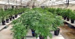 Washington State Faces Prospect of Too Many Pot Growers