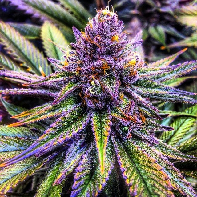 Instafire: Purple Haze Color Bomb, Posted by @lrg_tree