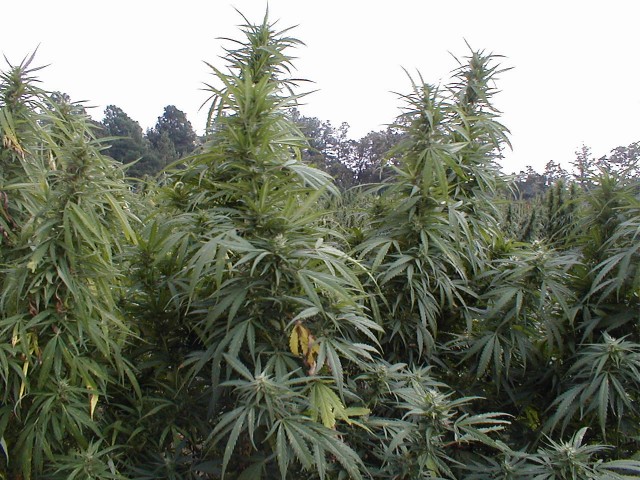 cannabis, Will State Cannabis Be Grown With Love? Washington I-502, Weedist, Source:http://thenutrifarm.com/wp-content/uploads/2013/08/marijuana23.jpg