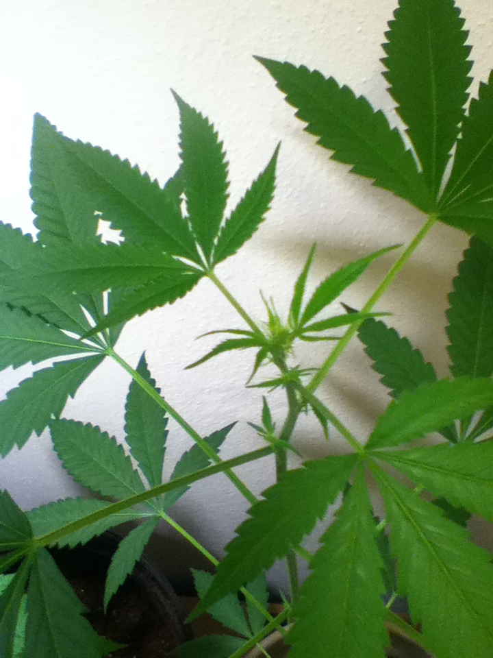 Aesliip's Grow: Sexing the Cannabis Plants, blue dream - weedist