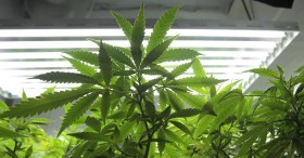 Legal Marijuana In Uruguay Lets Scientists Finally Study It