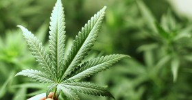 At Halfway Point, GA Medical Marijuana Bill in Trouble