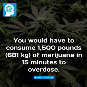 Title: Did Cannabis Really Kill Gemma Moss?, Source:http://www.marijuana.com/news/wp-content/uploads/2013/09/marijuana-overdose-fact.jpg