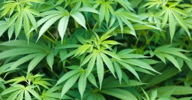 Poll: New York Voters Back Medical Marijuana 10 to 1