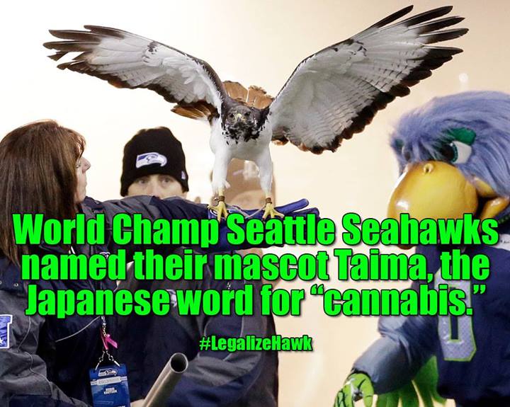Title: Seahawks, Cannabis, and the NFL, Source: https://fbcdn-sphotos-b-a.akamaihd.net/hphotos-ak-frc3/t31/q71/s720x720/1669967_585142018228755_1298728899_o.jpg