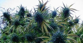 Study: Marijuana May Combat Stress-Related Illnesses