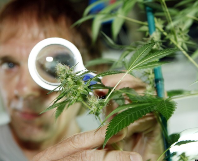 Marijuana Potency Increasing, Project SAM Needs a Diaper Change, Source: http://i.huffpost.com/gen/808274/thumbs/o-MARIJUANA-LEGALIZATION-facebook.jpg