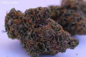 animal cookies cannabis strain, Meditate While You Medicate: Chakra Cleanse - Weedist, Source: http://www.patiowellness.com/product/animal-cookies