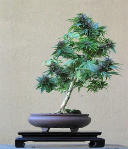 Title: Cannabis Bonsai, Source: http://boards.cannabis.com/attachments/basic-growing/226342d1251665024-information-bonsai-cannabis-halloween_2007_ulf_cannabis_sativa.jpg