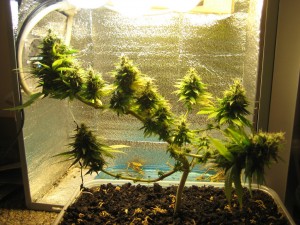 Title: Cannabis Bonsai, Source:http://24.media.tumblr.com/53fe3c0938c27abea2b86836b727b162/tumblr_mgi80rDRLG1rnfmxqo1_1280.jpg