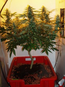 Title: Cannabis Bonsai, Source: http://files.shroomery.org/files/13-35/807298106-9754orangebud_4weeks_flower6_1.jpg
