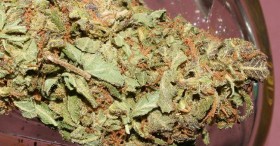 Tempe, Arizona Compassion Club Busted for Pot Sales