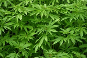 Indiana: Lawmakers Approve Legislation Reclassifying Hemp as an Agricultural Commodity